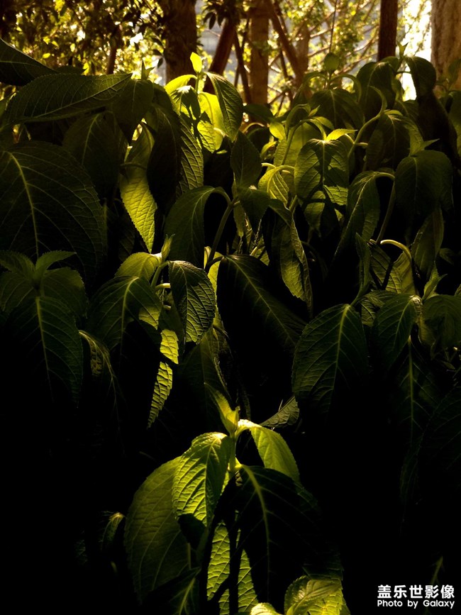 熱不熱，全耷拉下來了