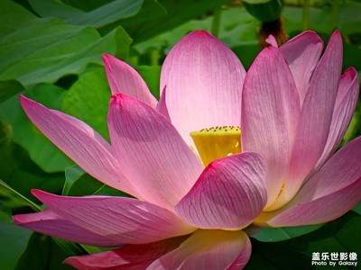 【遠(yuǎn)與近】+荷與云