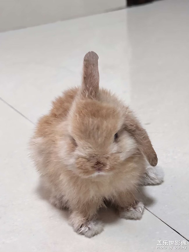 兔兔