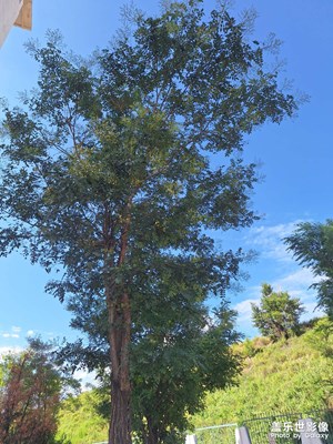 【蓋樂世影像周賽第405期】—— 尋蹤古韻 古樹