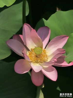 【拍有心動】小花