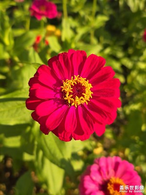 【透過鏡頭感受世界】+夕陽下的花朵