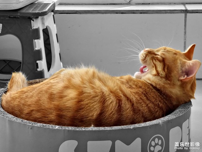 抓拍到貓咪有趣的瞬間