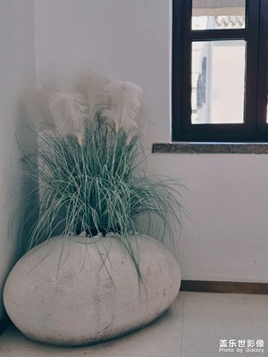 已開獎【蓋樂世影像周賽第413期】——拍出生命力