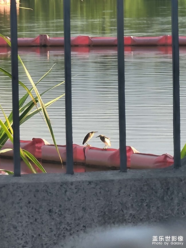 水鳥特有的沉思狀