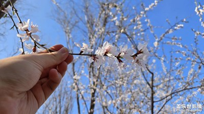 【拍出生命力】櫻花