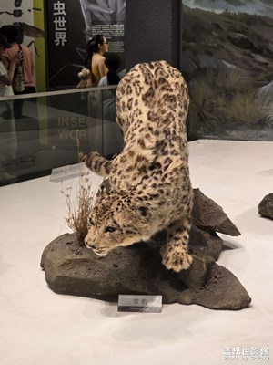 【拍出生命力】栩栩如生，惟妙惟肖