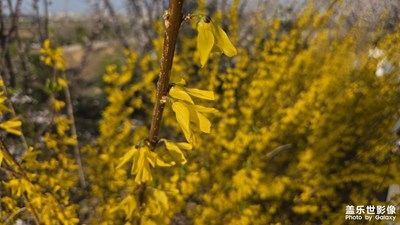 【拍出生命力】連翹or迎春