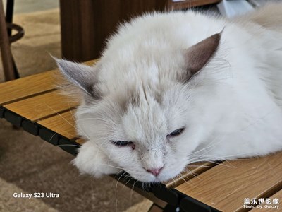 被我拍照打擾了的小貓咪