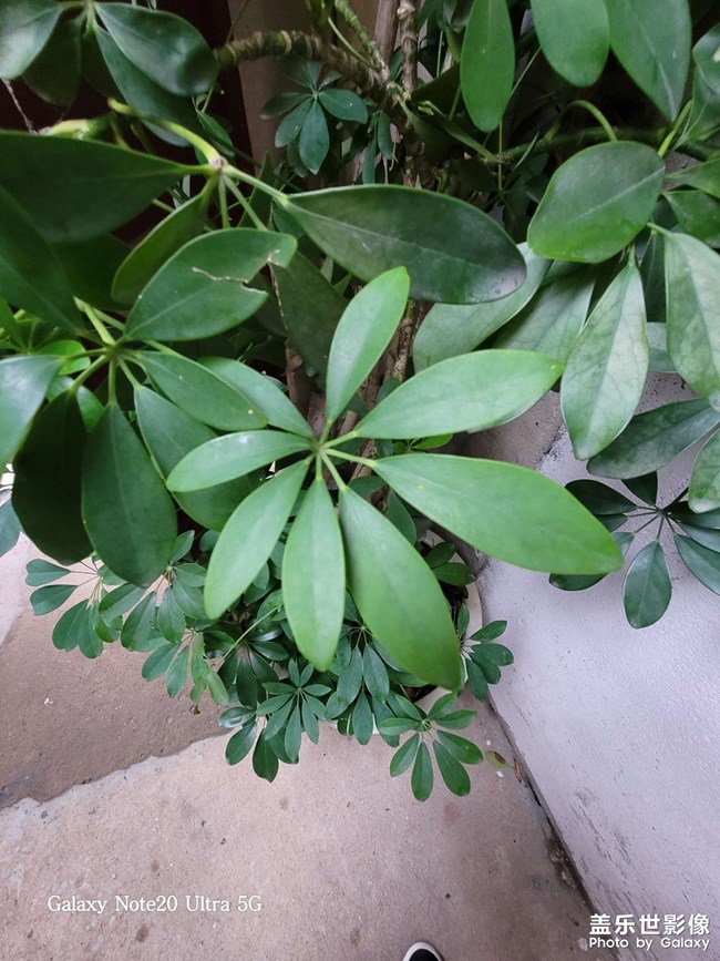 鴨腳木