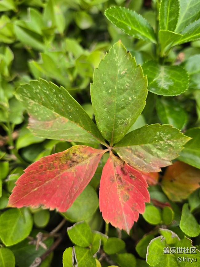 【初秋】葉染秋色