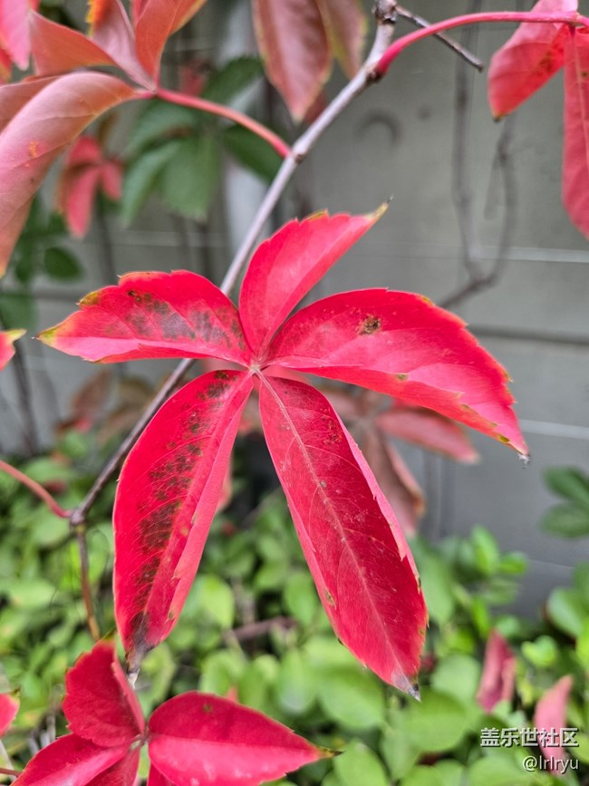 【初秋】葉染秋色