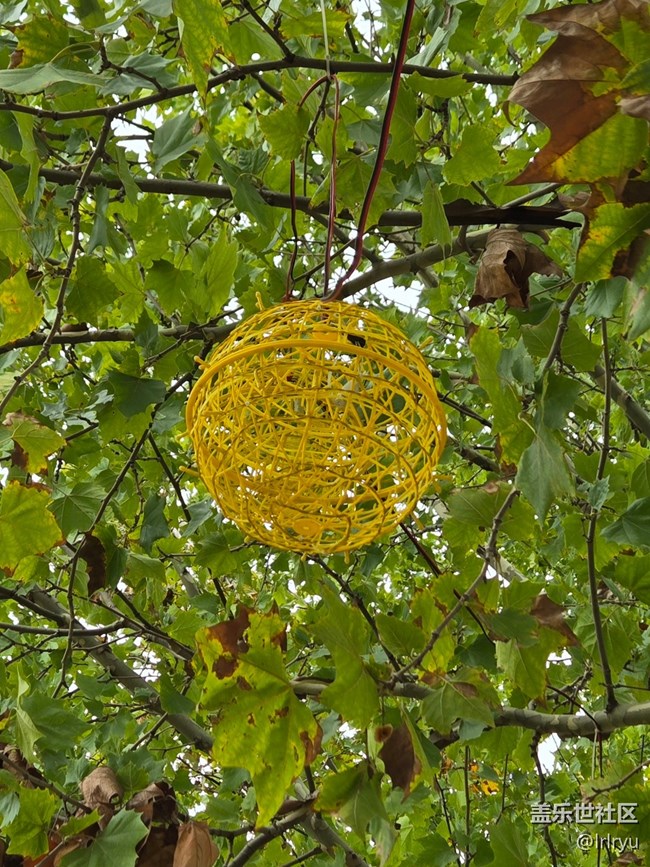 【初秋】葉染秋色