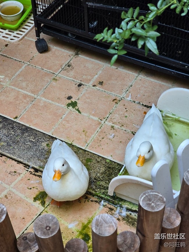 【廈門星部落】三星社區(qū)十周年慶?；顒踊仡欃N