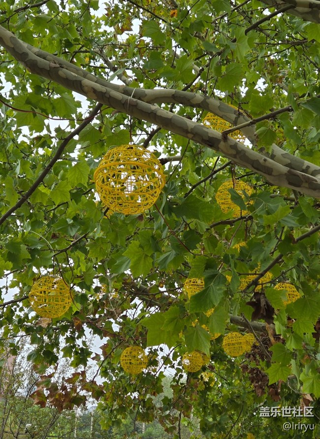 【初秋】葉染秋色