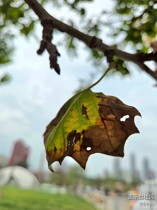 【初秋】葉染秋色