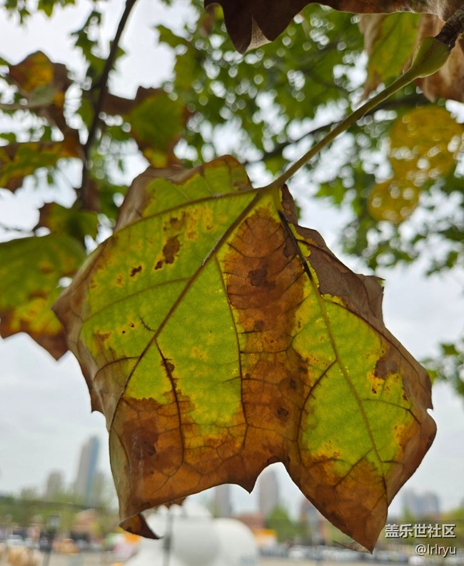 【初秋】葉染秋色