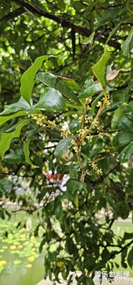 小區(qū)里的桂花開了