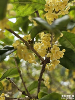【步履間的風景】+盛開的桂花