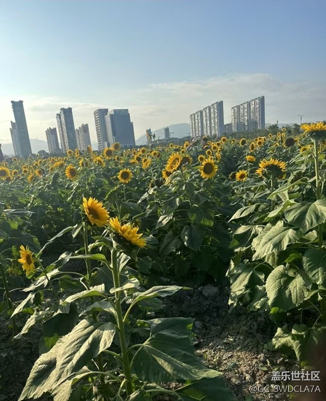 【Galaxy影像】#秋韻 花海