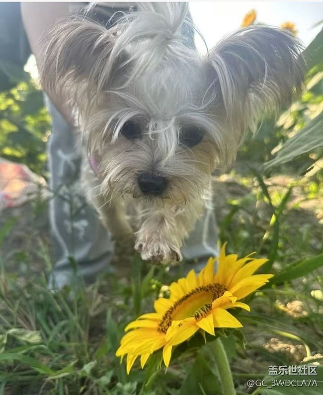 【Galaxy影像】#秋韻 花海