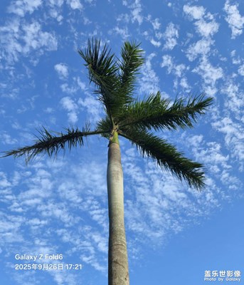 【步履間的風(fēng)景】臺風(fēng)襲虐后的棕櫚樹