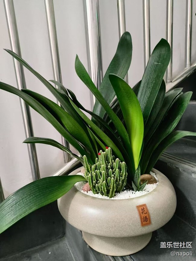 【Galaxy影像】#秋韻 盆栽