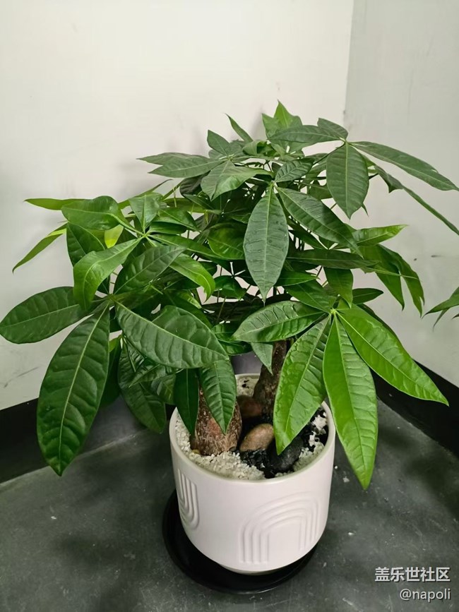 【Galaxy影像】#秋韻 盆栽