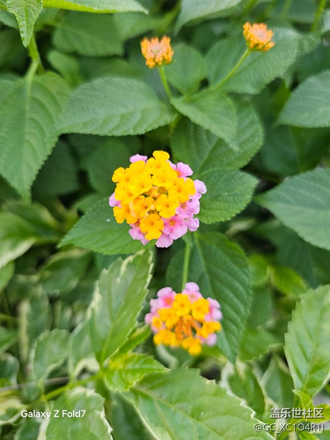 【深灣映秋】初秋有花開