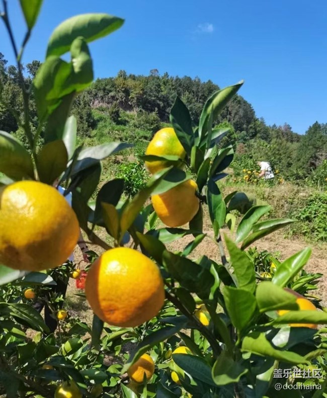 【Galaxy影像】#秋韻  秋色無邊