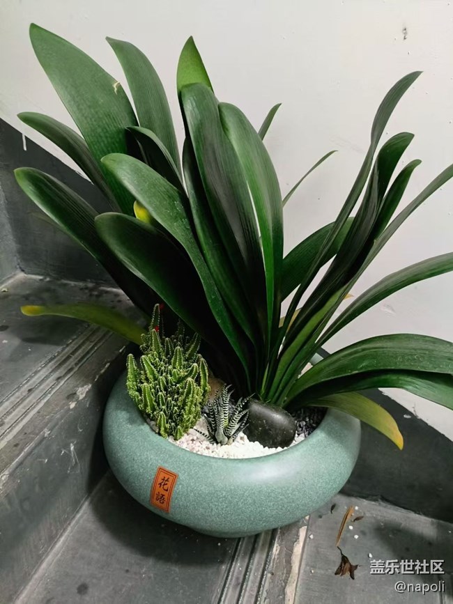 【Galaxy影像】#秋韻 盆栽