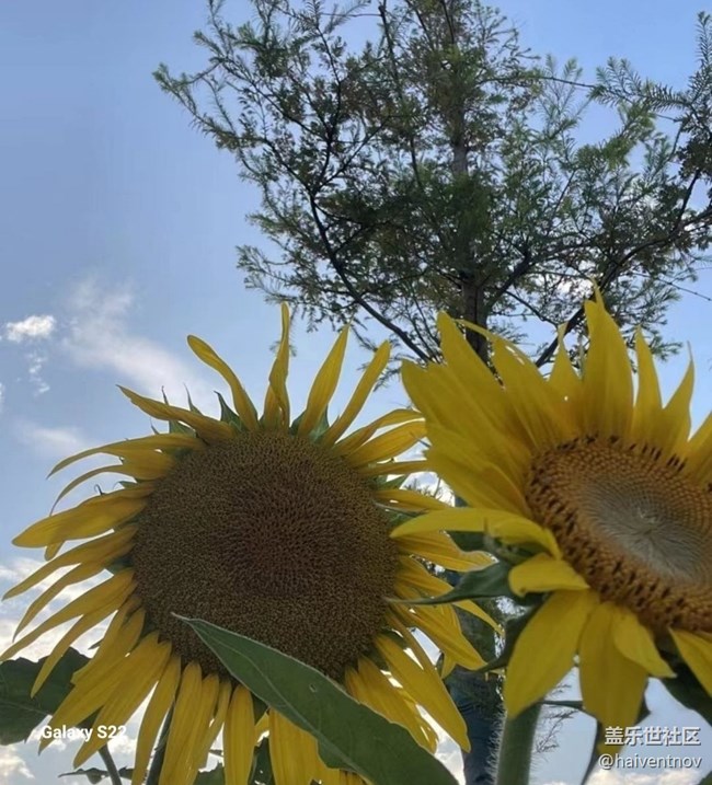 【深灣映秋】向日葵