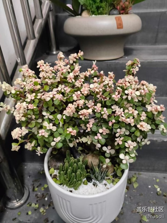 【Galaxy影像】#秋韻 盆栽