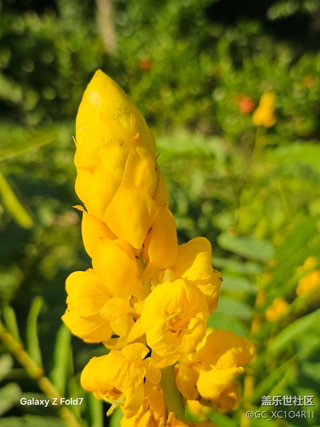 【深灣映秋】初秋有花開