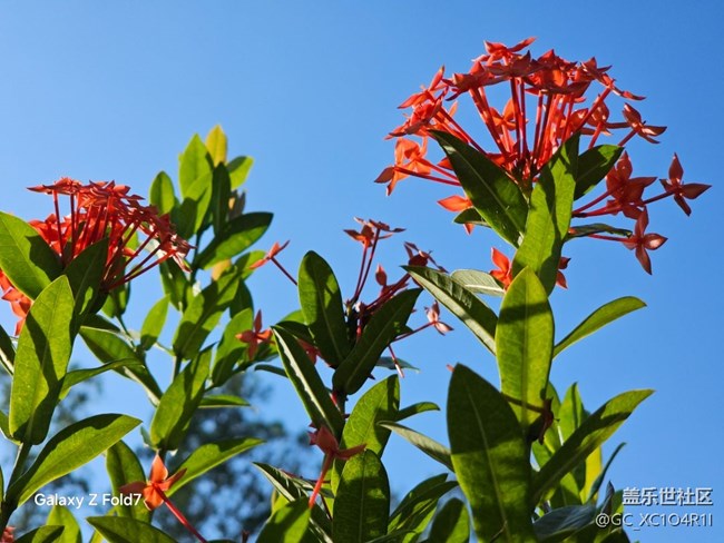 【深灣映秋】初秋有花開