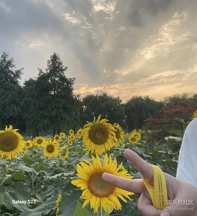 【深灣映秋】向日葵