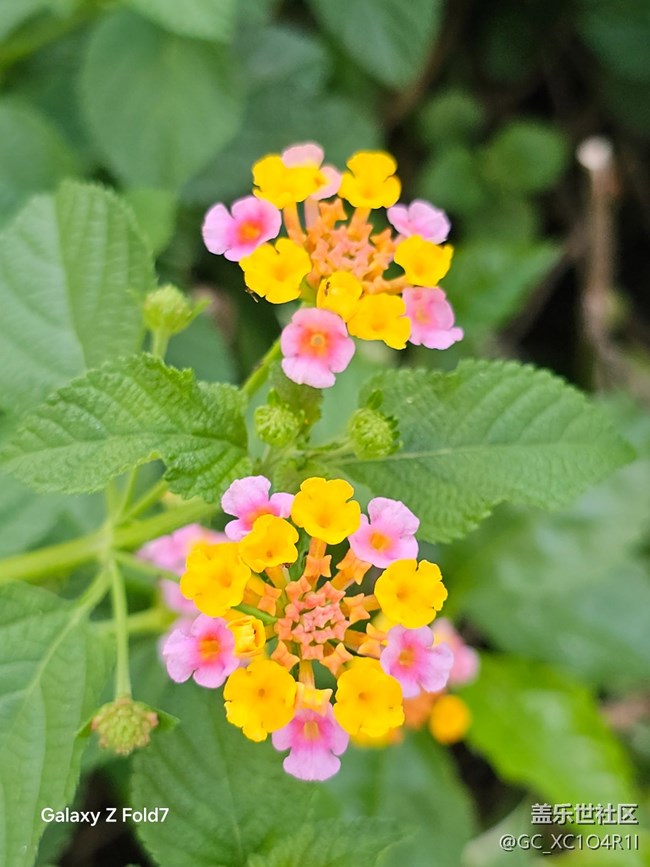 【深灣映秋】初秋有花開