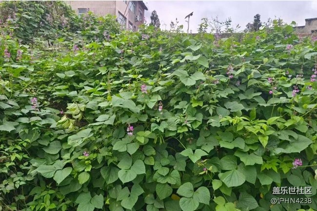 【Galaxy影像】#秋韻 鄉(xiāng)村凈土