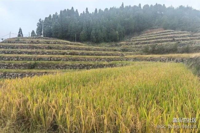 【Galaxy影像】#秋韻 豐收年