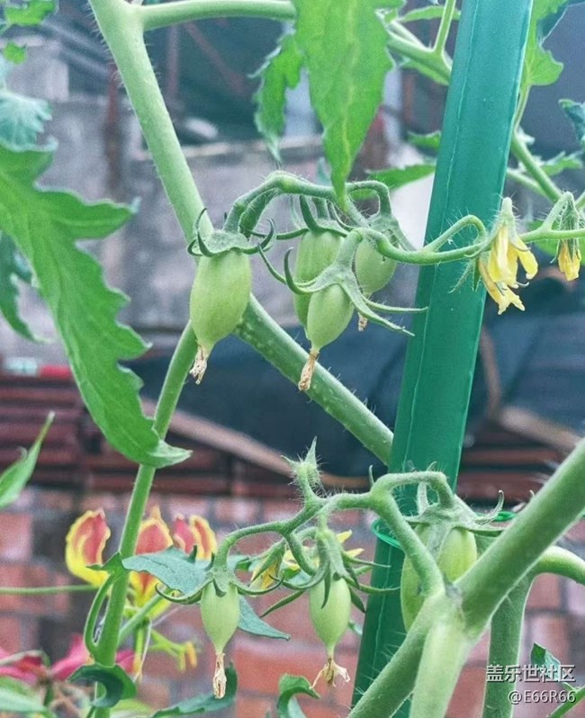 【Galaxy影像】#秋韻 秋季瓜果