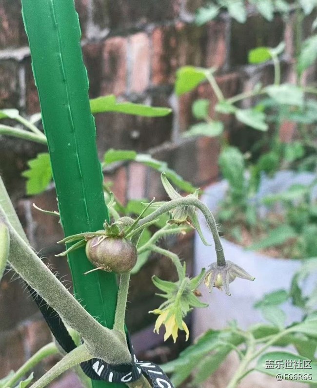 【Galaxy影像】#秋韻 秋季瓜果