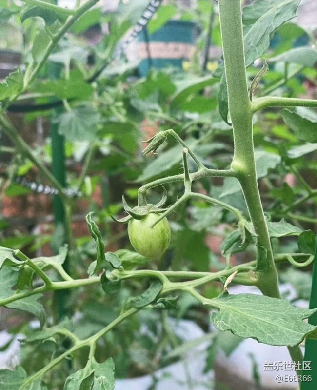 【Galaxy影像】#秋韻 秋季瓜果