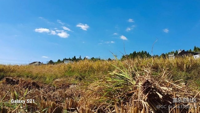 【深灣映秋】豐收季