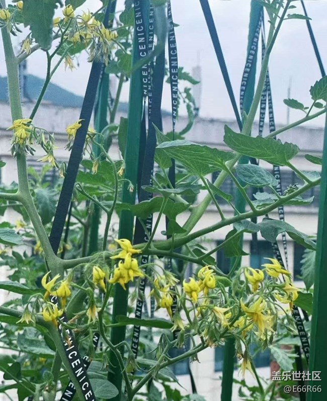 【Galaxy影像】#秋韻 秋季瓜果