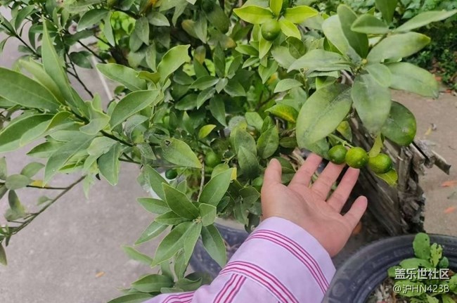 【Galaxy影像】#秋韻 鄉(xiāng)村凈土