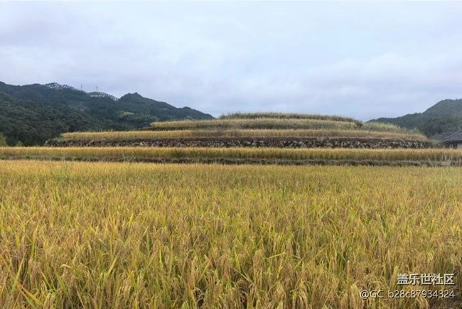 【Galaxy影像】#秋韻 豐收年