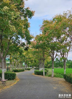 欒樹(shù)花盛開(kāi)的秋天