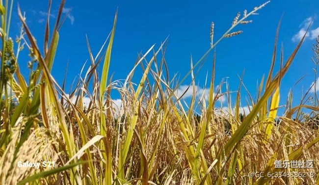 【深灣映秋】豐收季