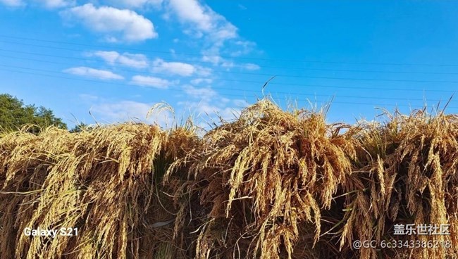 【深灣映秋】豐收季