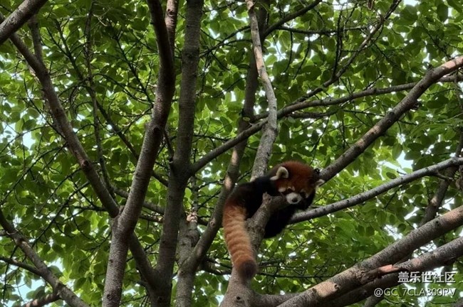 【Galaxy影像】#秋韻 看熊貓